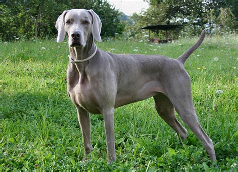 Weimaraner Dog Breed Information: Facts, Pictures.